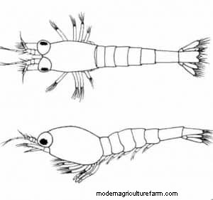 Opae Ula Shrimp – Detailed Guide: Care, Diet, and Breeding