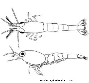 Opae Ula Shrimp – Detailed Guide: Care, Diet, and Breeding