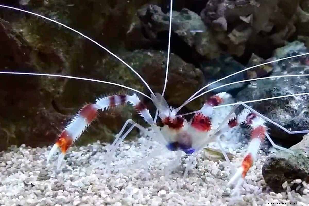 Coral Banded Shrimp – Detailed Guide: Care, Diet, and Breeding