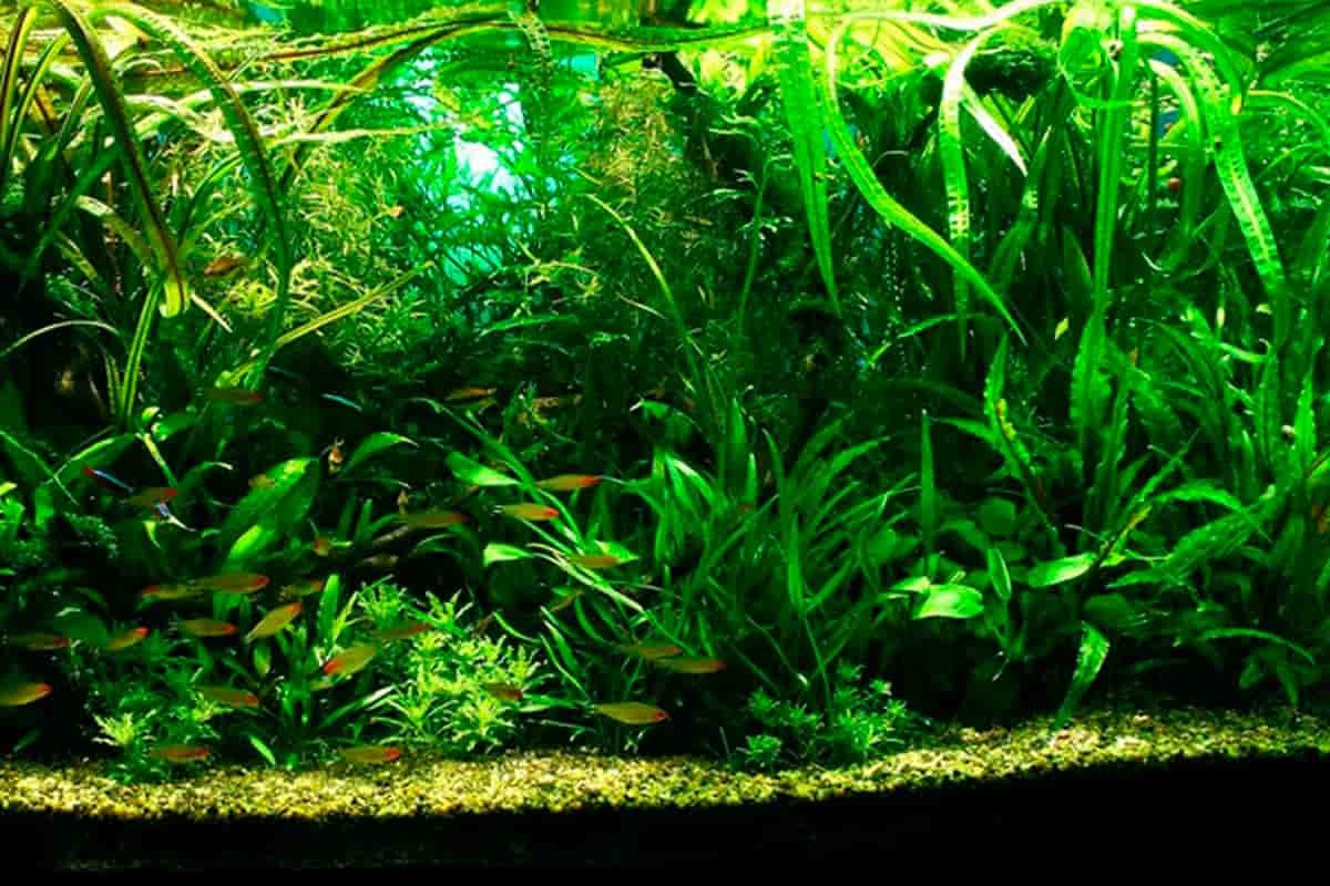 No Water Change Tank?! Top Offs vs Water Change.