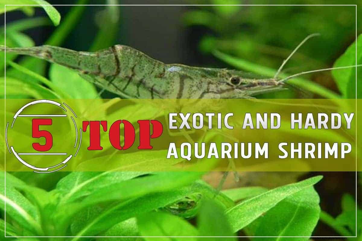 Top 5 Exotic and Hardy Aquarium Shrimp