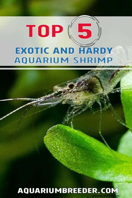 Top 5 Exotic and Hardy Aquarium Shrimp