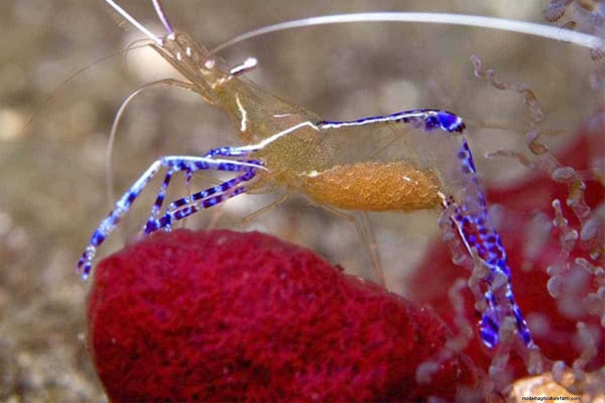 Pederson Cleaner Shrimp – Detailed Guide: Care, Diet, and Breeding