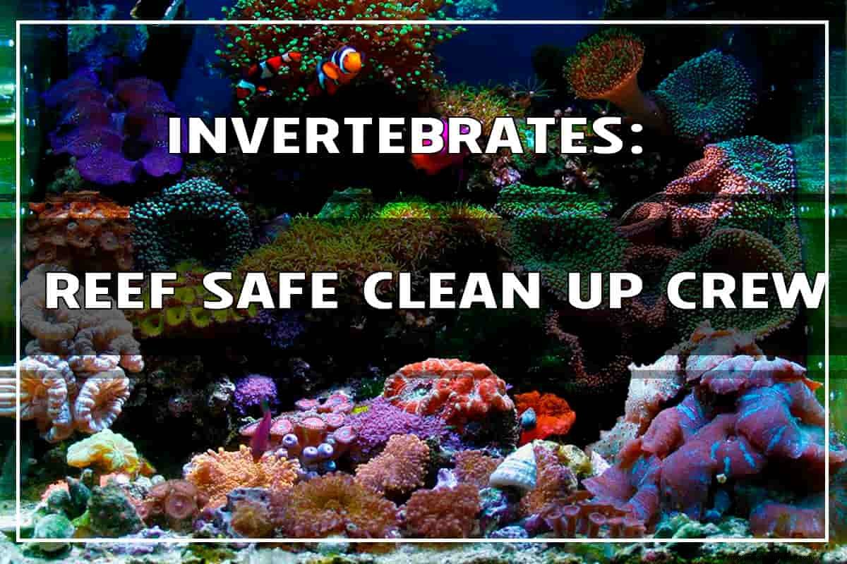 Invertebrates: Best Reef Safe Clean Up Crew
