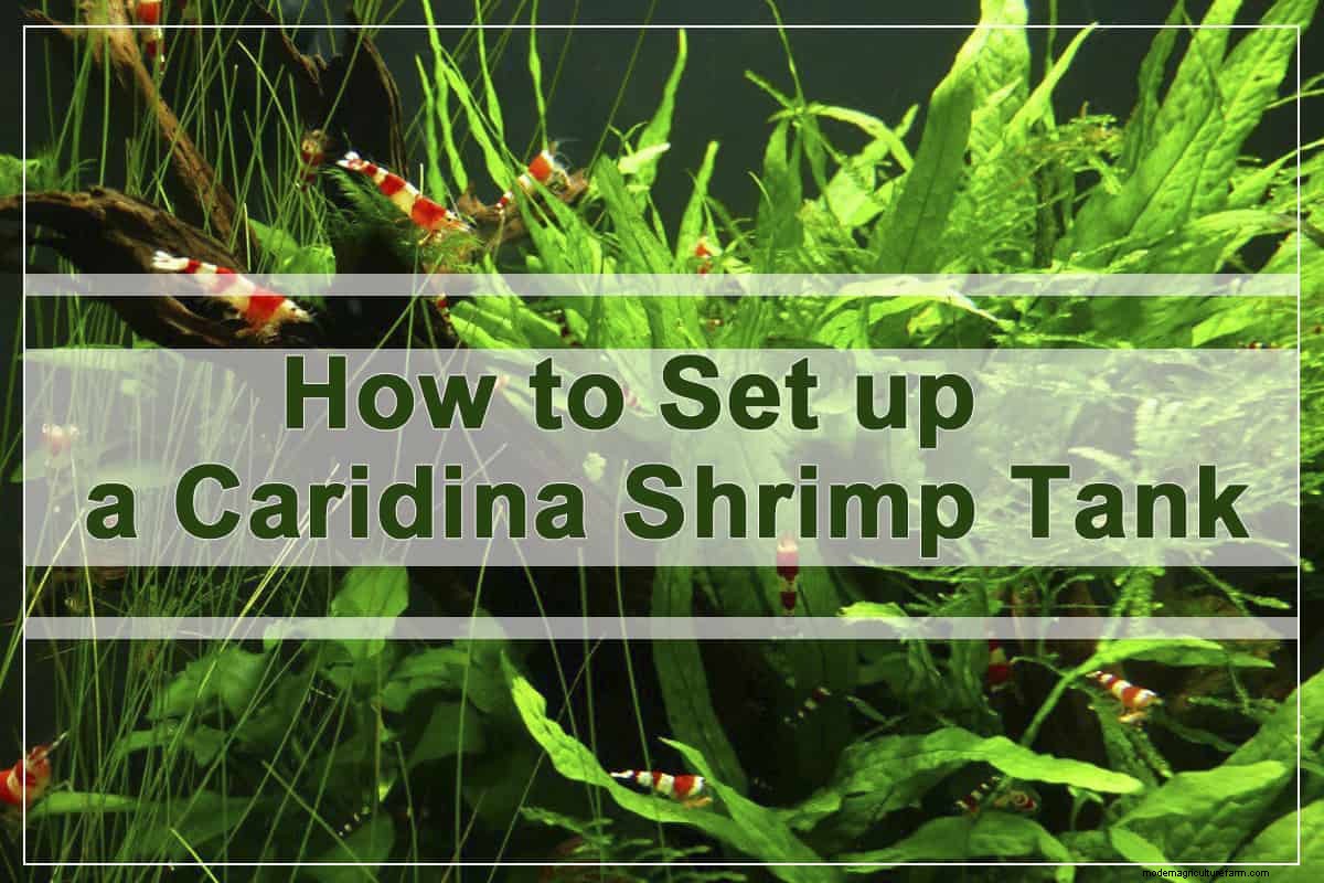 How to Set Up a Caridina Shrimp Tank