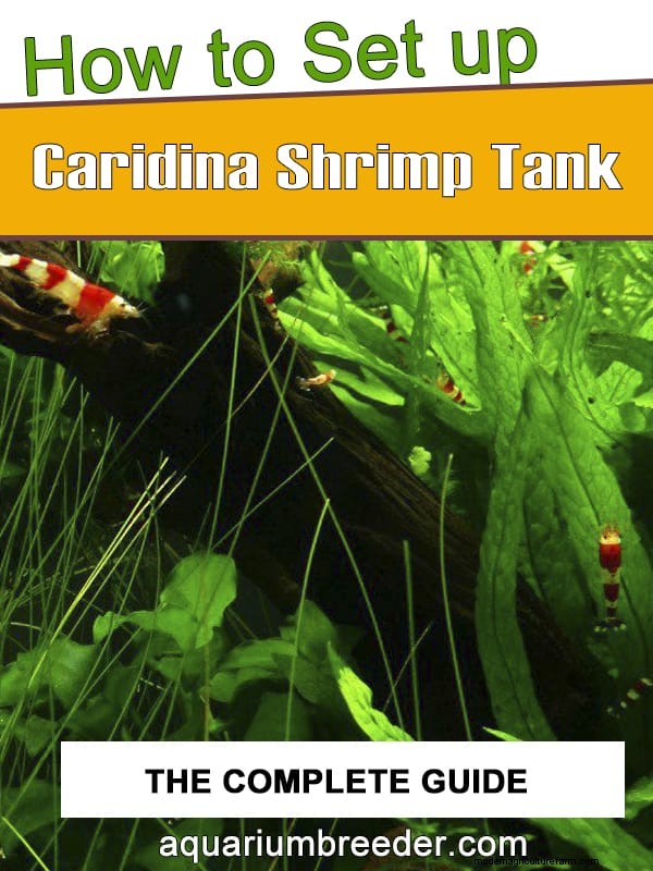 How to Set Up a Caridina Shrimp Tank