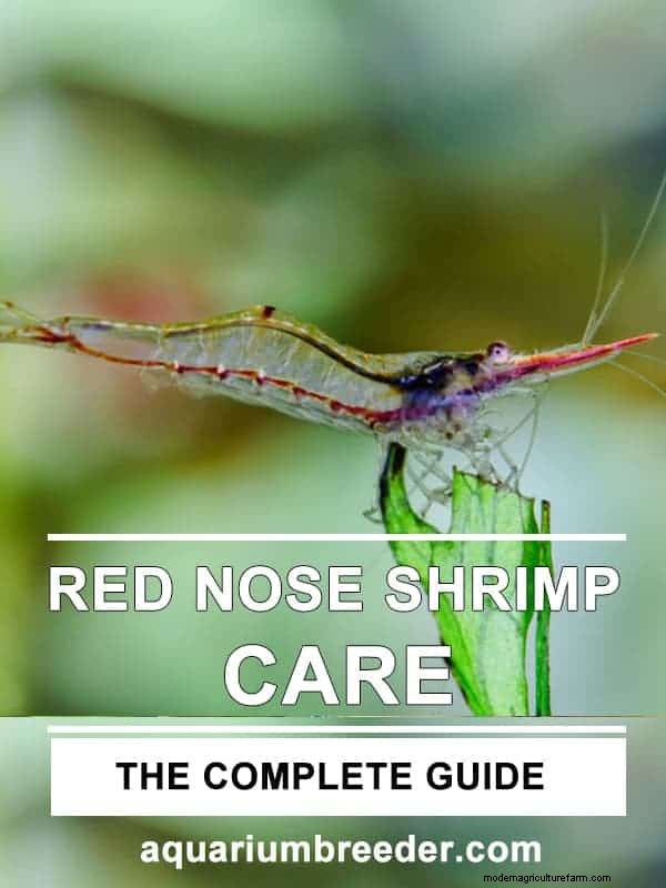 Red Nose Shrimp – Detailed Guide: Care, Diet, and Breeding