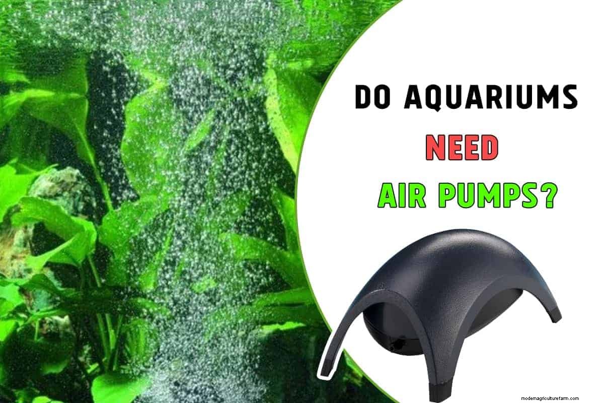 Do Aquariums Need Air Pumps?