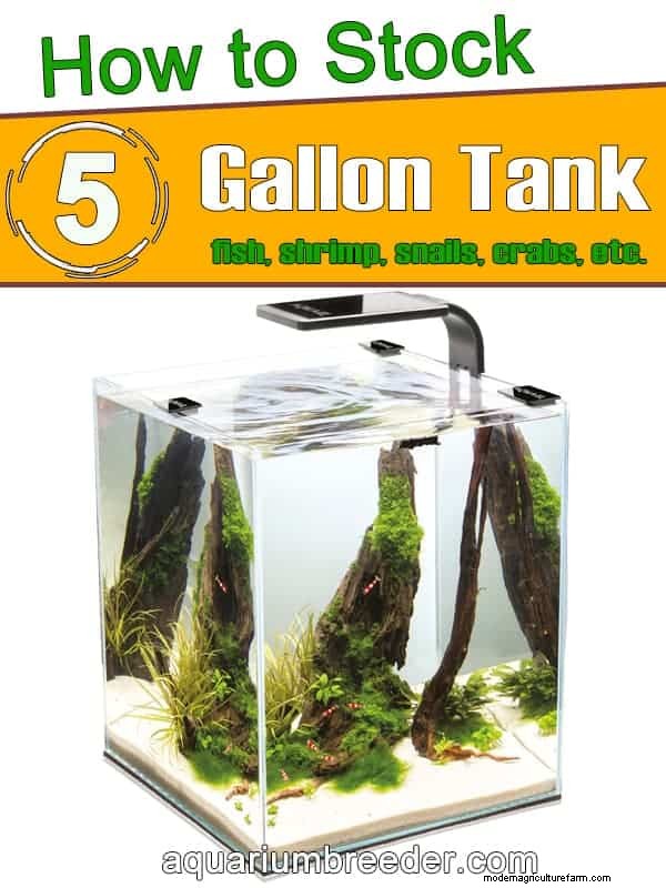Stocking a 5 Gallon Tank. Fish and Inverts.