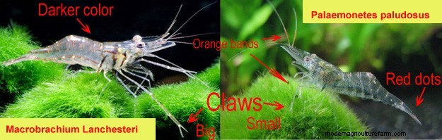 Whisker Shrimp – Detailed Guide: Care, Diet, and Breeding