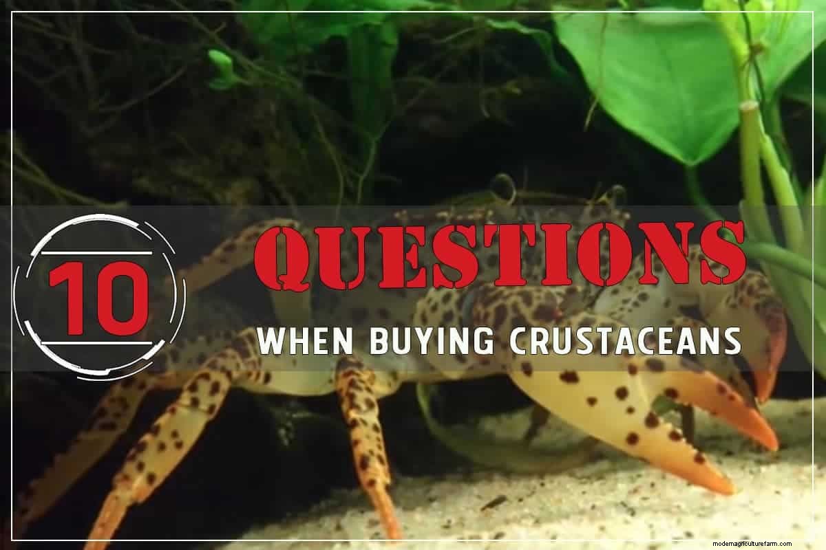 10 Questions to Ask When Buying Aquarium Crustaceans