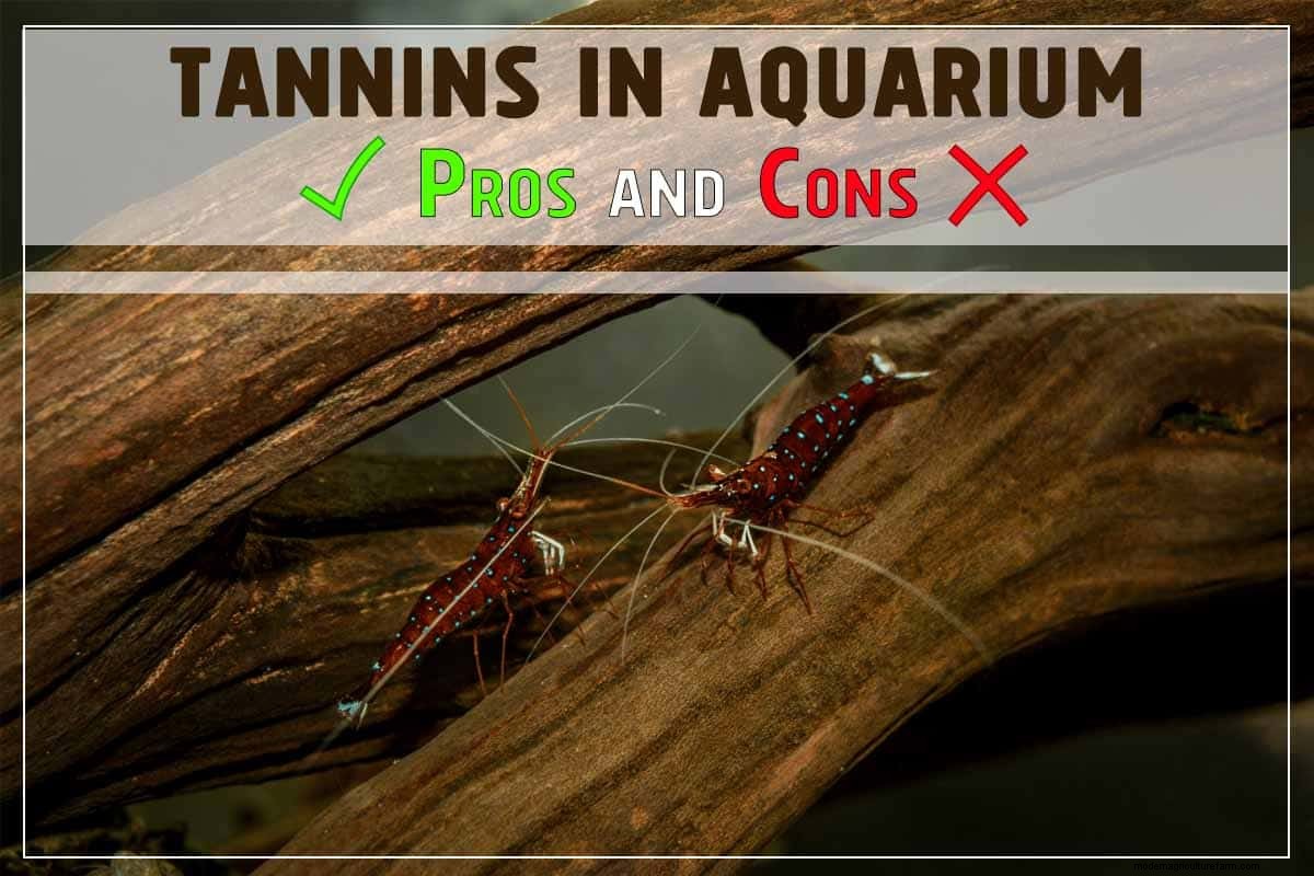 How Tannins Affect Aquarium. Pros and Cons.