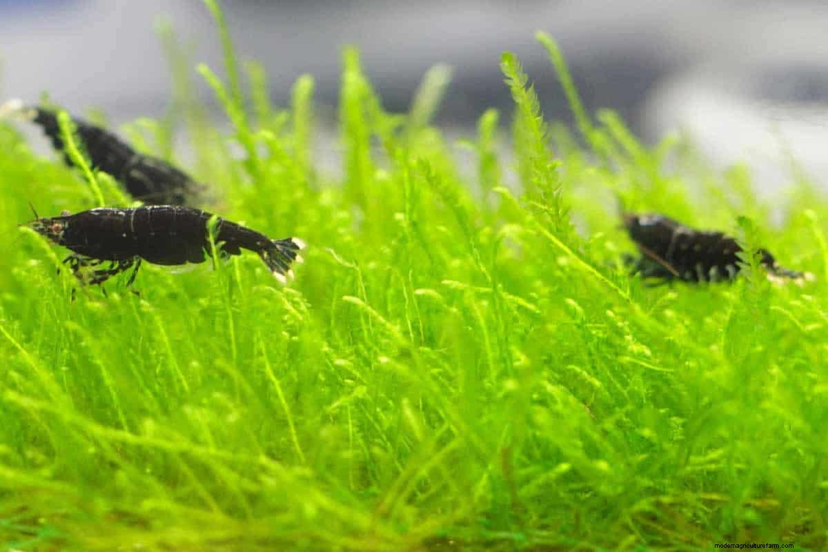 Dwarf Shrimp and Breeding Facts