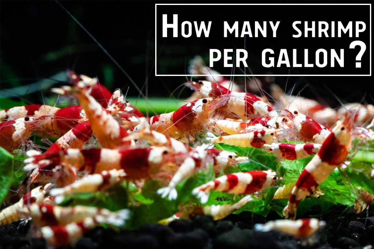 How Many Shrimp Can I Have in My Tank?