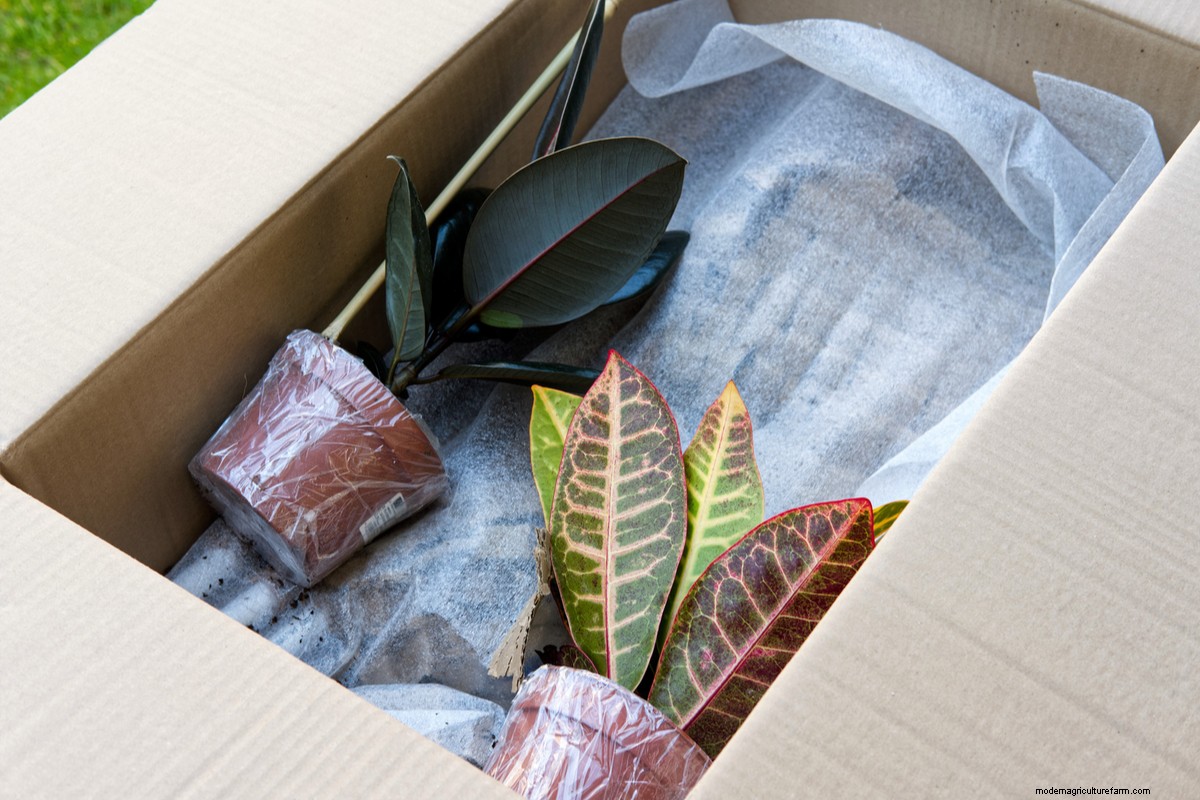 8 Things You Must Do Every Time You Bring Home A New Houseplant
