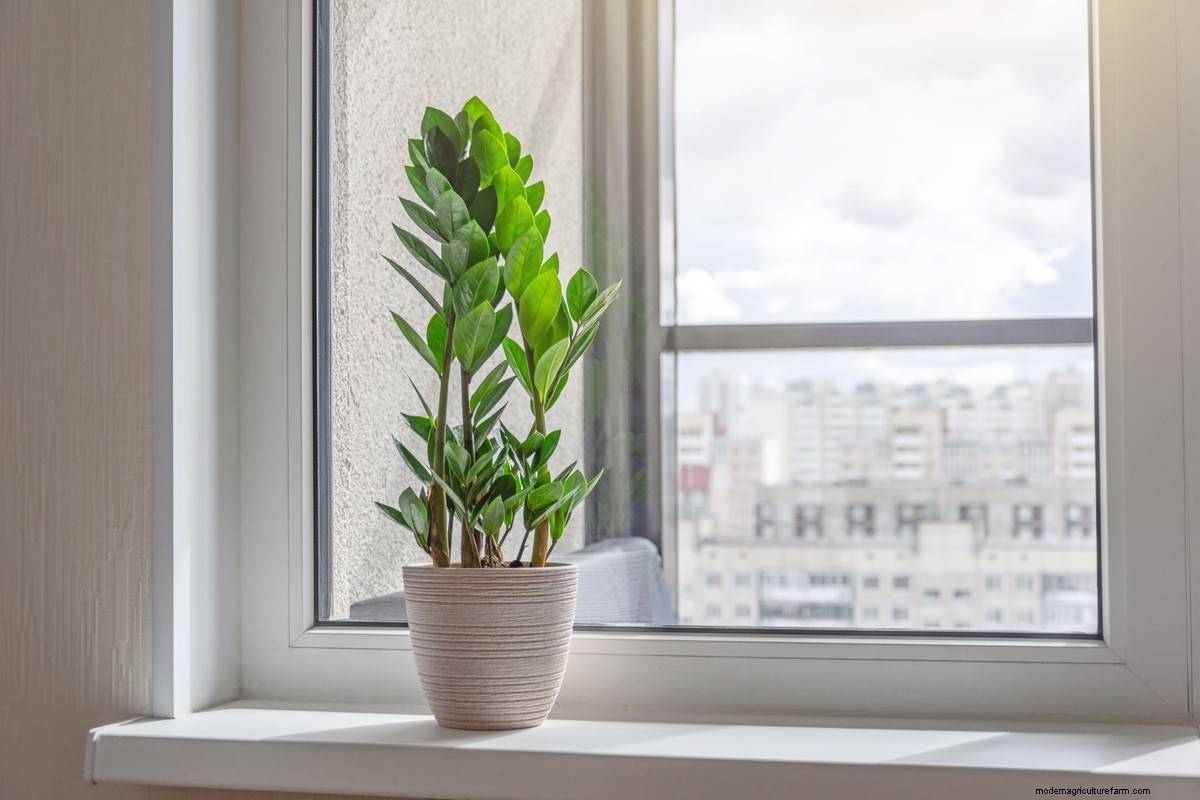 8 Things You Must Do Every Time You Bring Home A New Houseplant