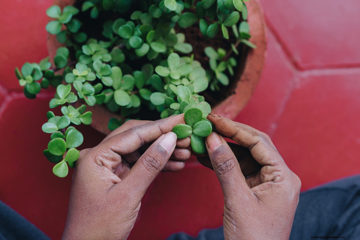 8 Things You Must Do Every Time You Bring Home A New Houseplant