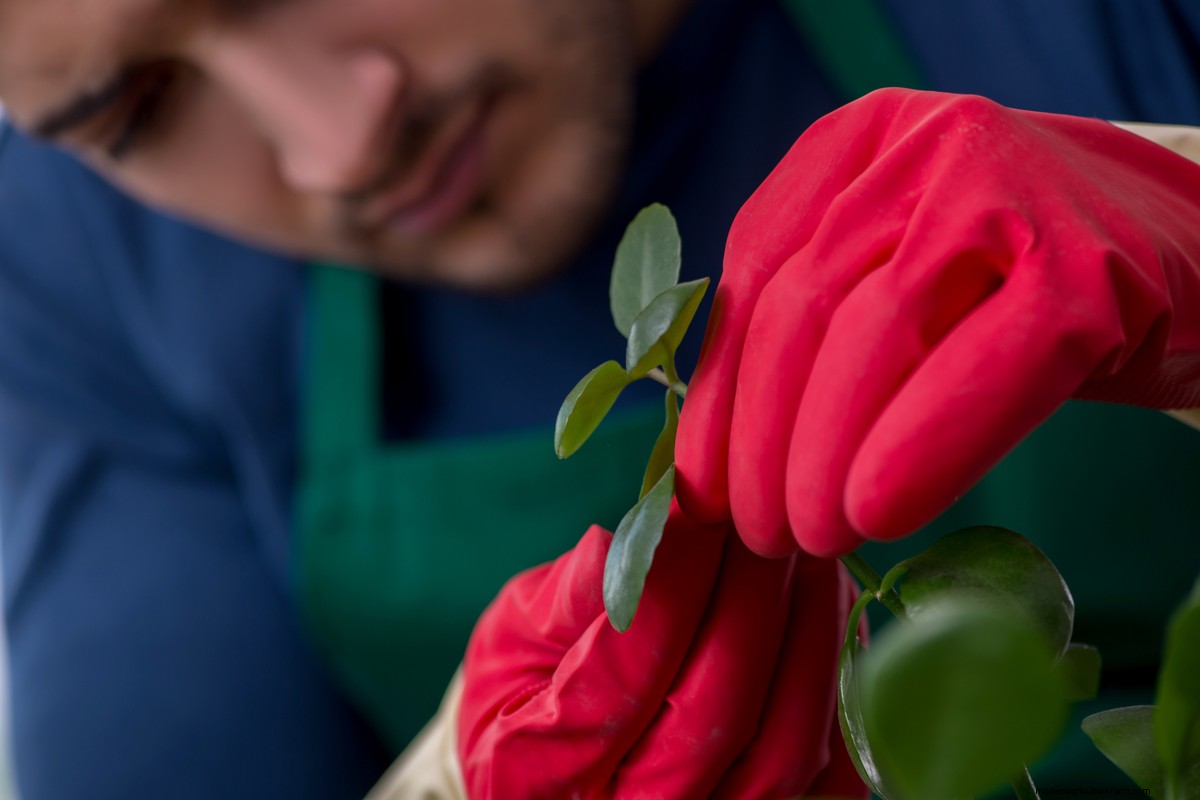 8 Things You Must Do Every Time You Bring Home A New Houseplant