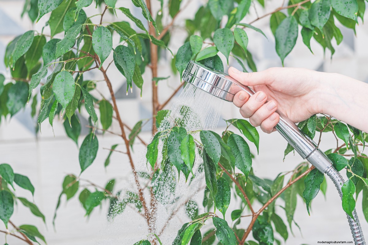 8 Things You Must Do Every Time You Bring Home A New Houseplant