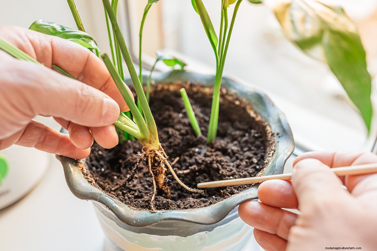 8 Things You Must Do Every Time You Bring Home A New Houseplant