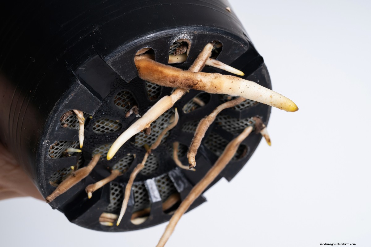 8 Things You Must Do Every Time You Bring Home A New Houseplant