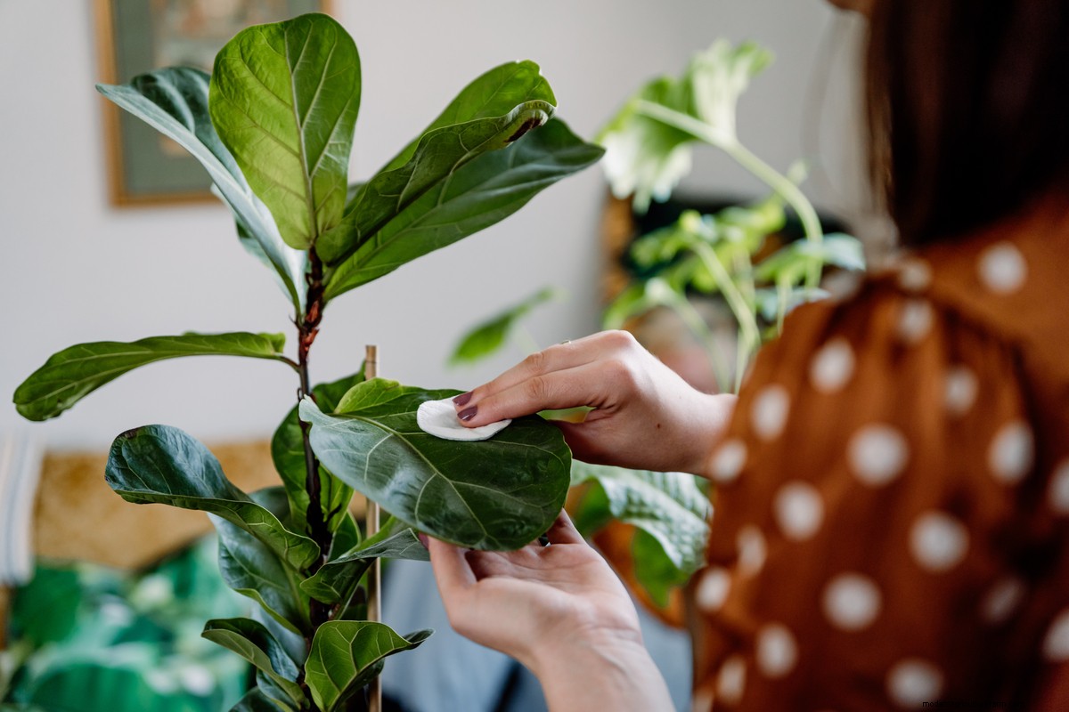 8 Things You Must Do Every Time You Bring Home A New Houseplant