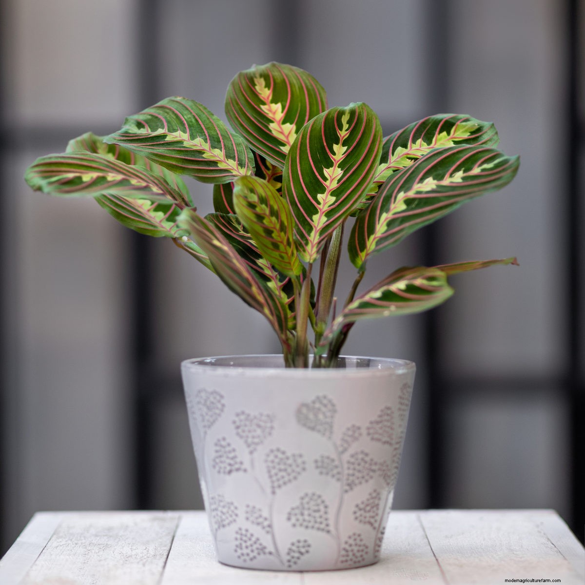 8 Things You Must Do Every Time You Bring Home A New Houseplant