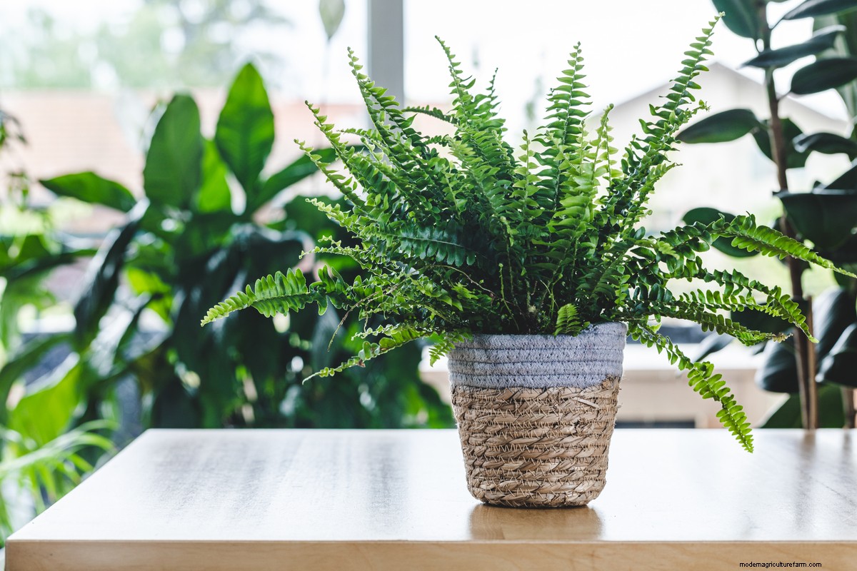 8 Things You Must Do Every Time You Bring Home A New Houseplant