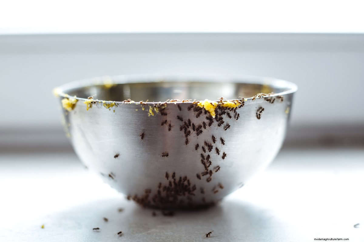 How to Get Rid of Ants in the House: 8 Ways that Work
