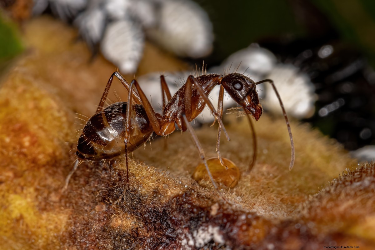 How to Get Rid of Ants in the House: 8 Ways that Work