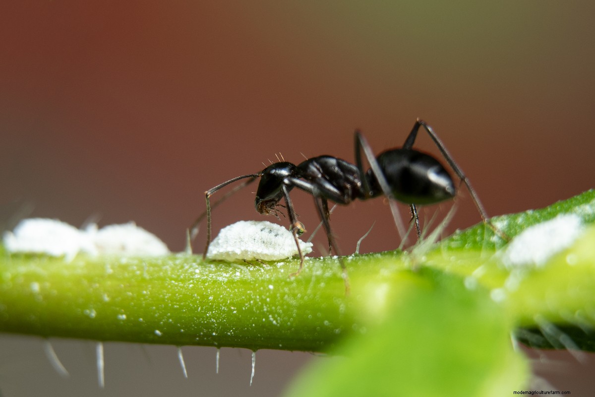 How to Get Rid of Ants in the House: 8 Ways that Work