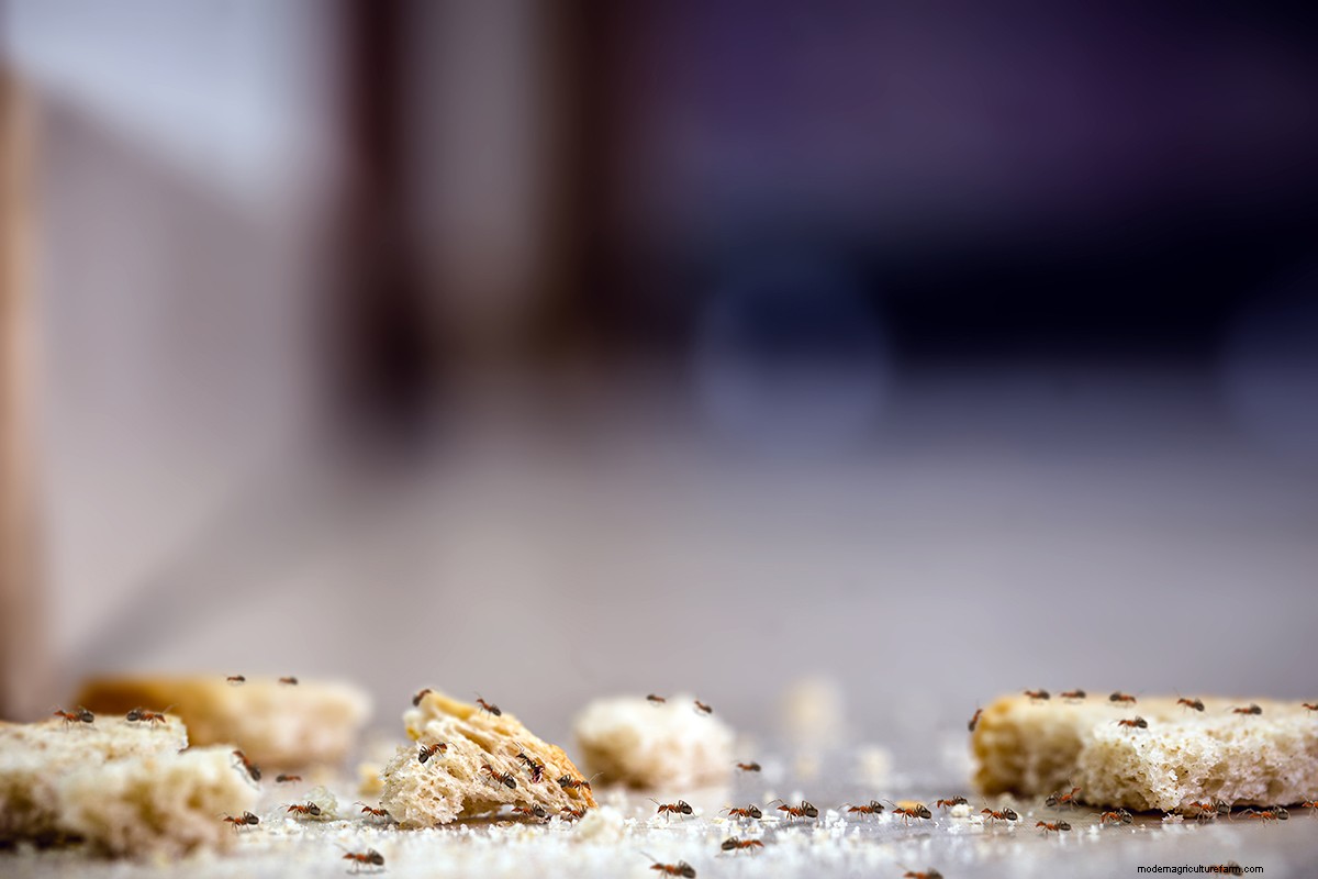How to Get Rid of Ants in the House: 8 Ways that Work