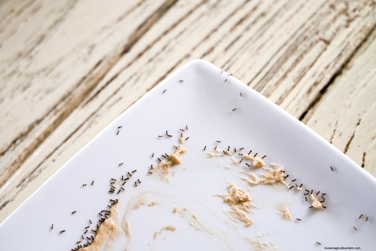 How to Get Rid of Ants in the House: 8 Ways that Work