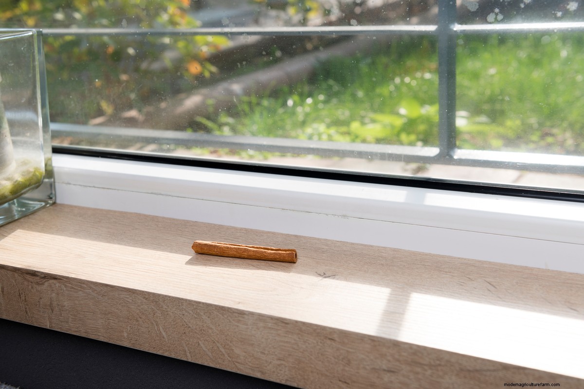 How to Get Rid of Ants in the House: 8 Ways that Work