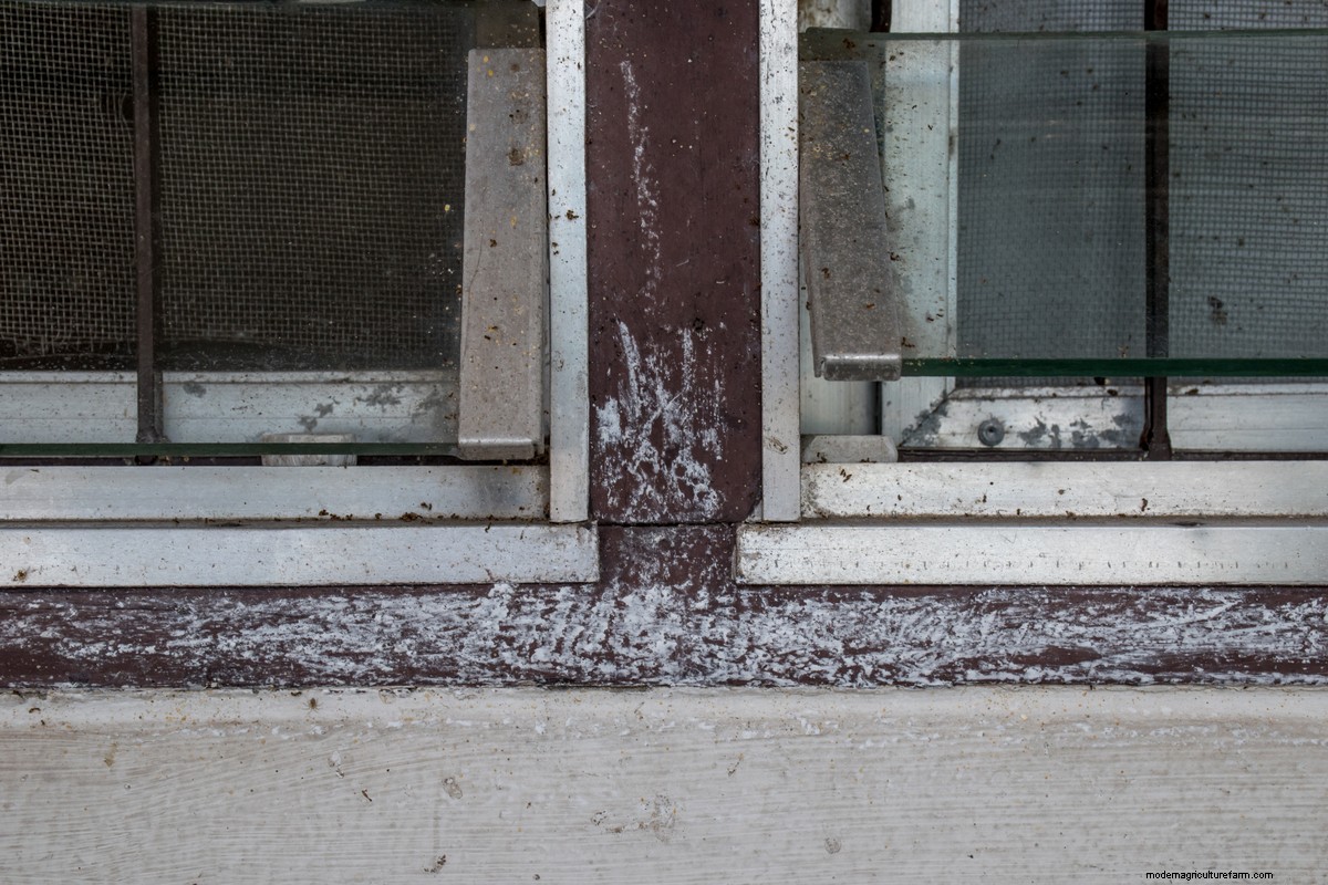 How to Get Rid of Ants in the House: 8 Ways that Work