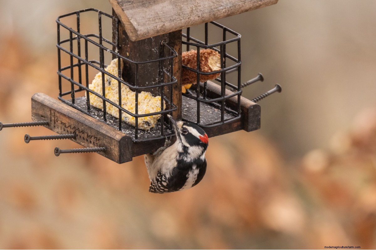 How to Get Rid of Ants in the House: 8 Ways that Work