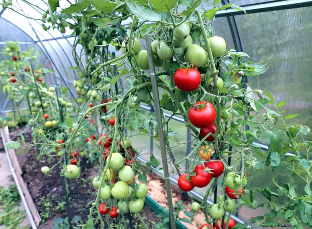 How To Hand Pollinate Tomato Flowers To Triple Fruit Production