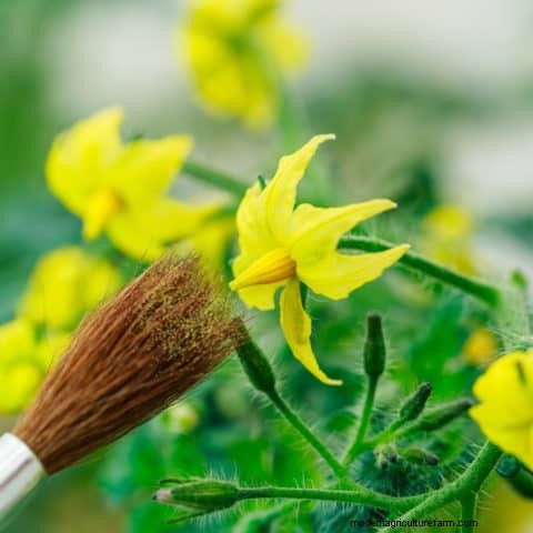 How To Hand Pollinate Tomato Flowers To Triple Fruit Production