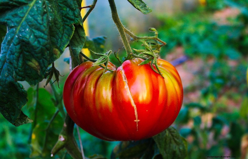 How To Hand Pollinate Tomato Flowers To Triple Fruit Production