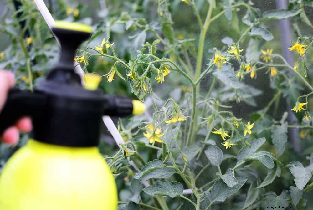 How To Hand Pollinate Tomato Flowers To Triple Fruit Production