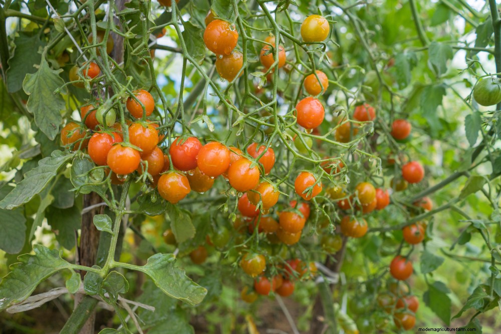 How To Hand Pollinate Tomato Flowers To Triple Fruit Production
