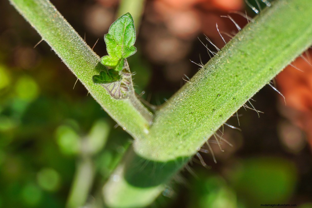 How To Hand Pollinate Tomato Flowers To Triple Fruit Production