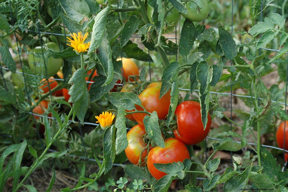 How To Hand Pollinate Tomato Flowers To Triple Fruit Production