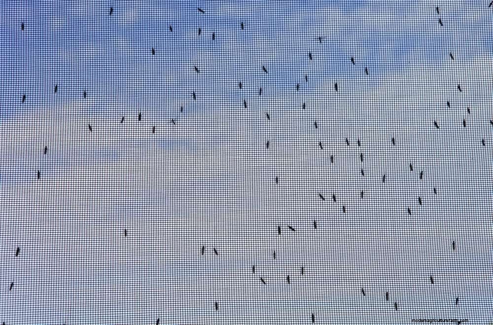 9 Natural Ways To Repel Mosquitoes & 4 Methods That Really Don’t Work