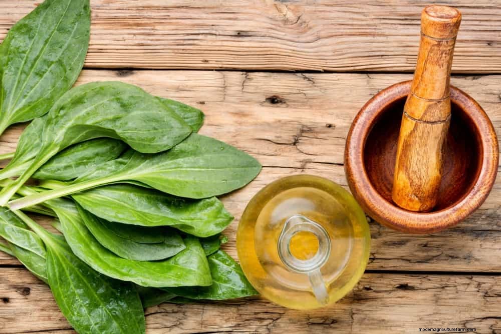 9 Natural Ways To Repel Mosquitoes & 4 Methods That Really Don’t Work