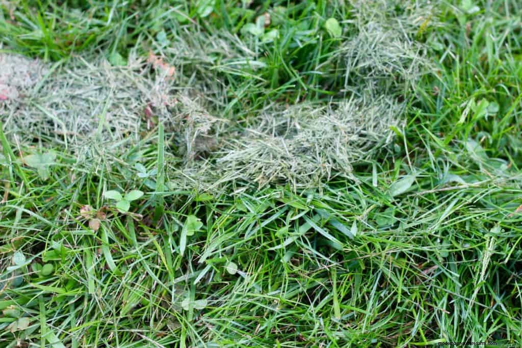 15 Brilliant and Unusual Ways To Use Grass Clippings