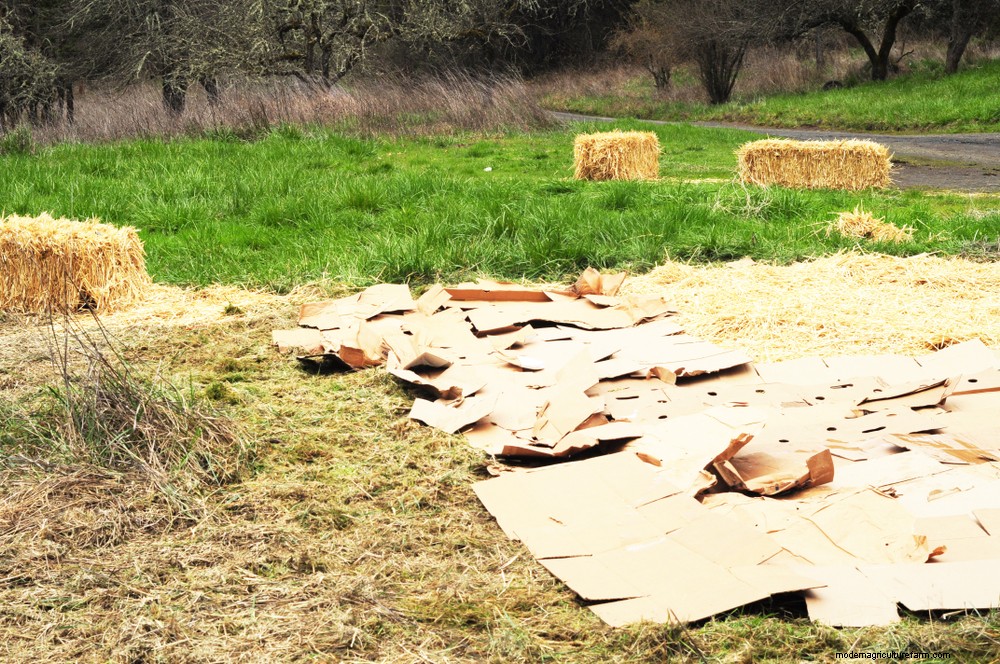 15 Brilliant and Unusual Ways To Use Grass Clippings