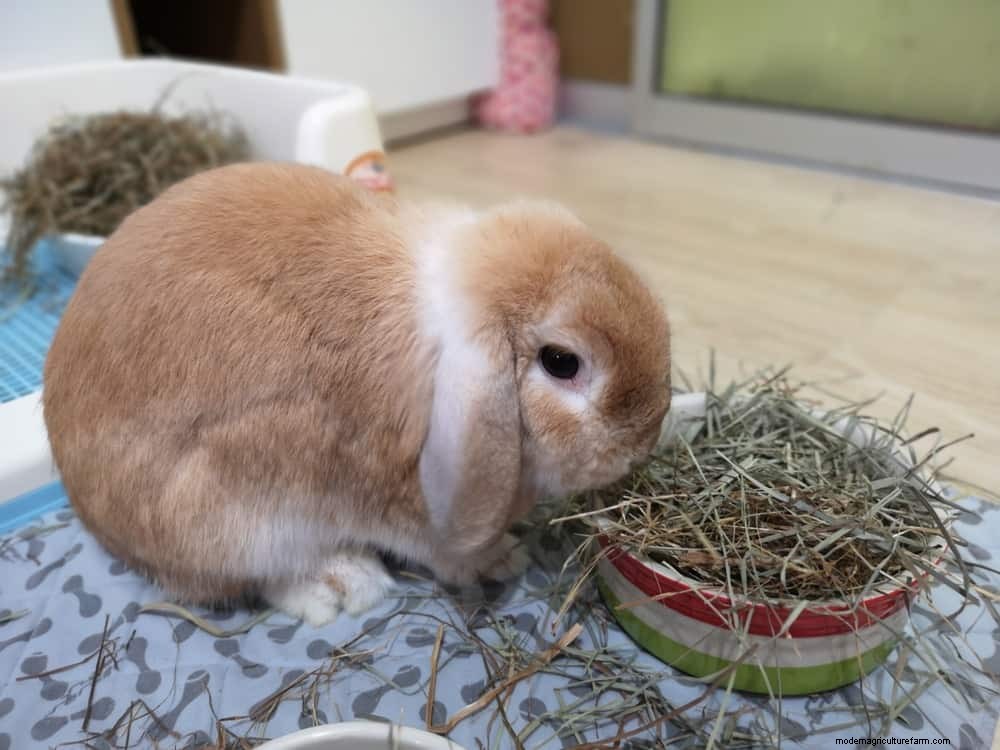 15 Brilliant and Unusual Ways To Use Grass Clippings