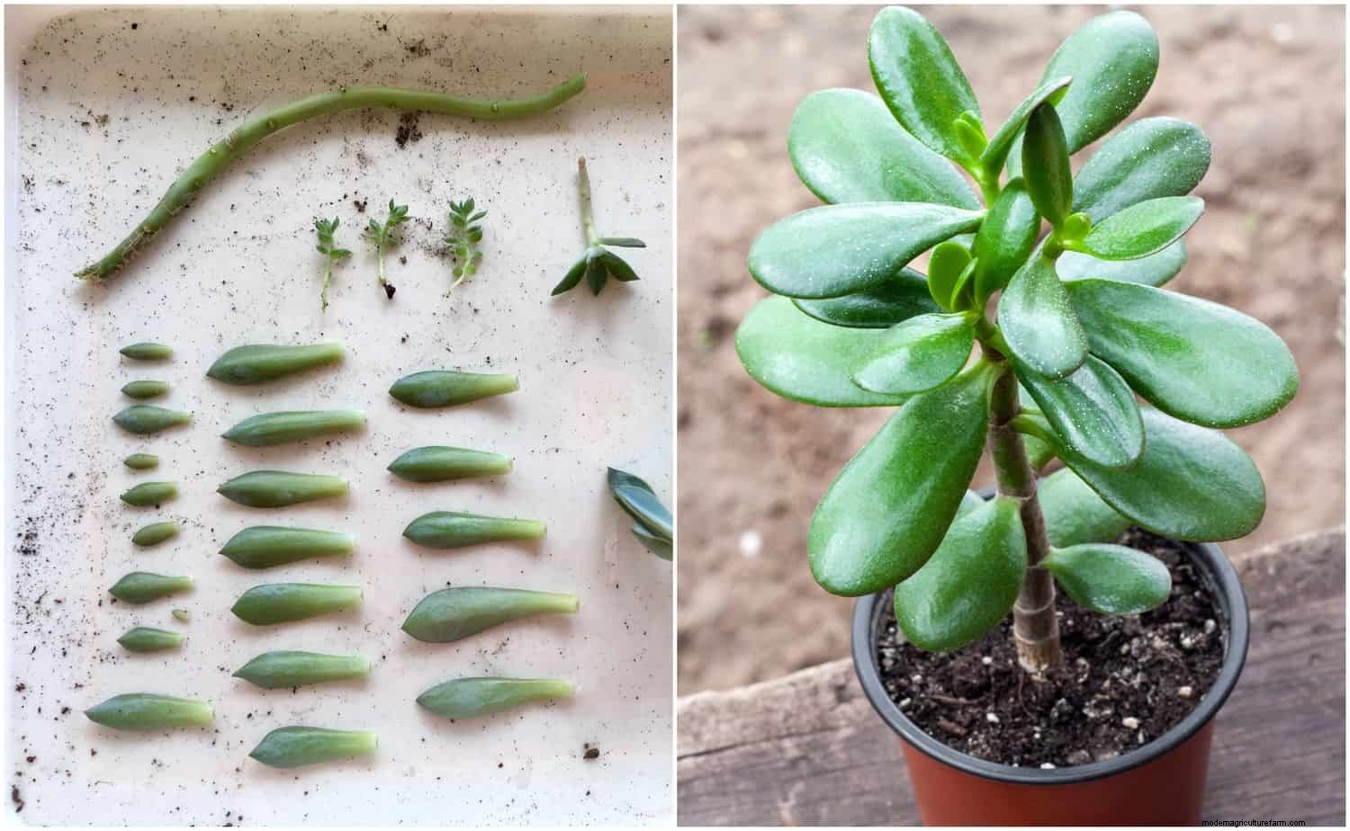 3 Ways To Propagate Succulents From Leaf, Stem Or Branch Cuttings