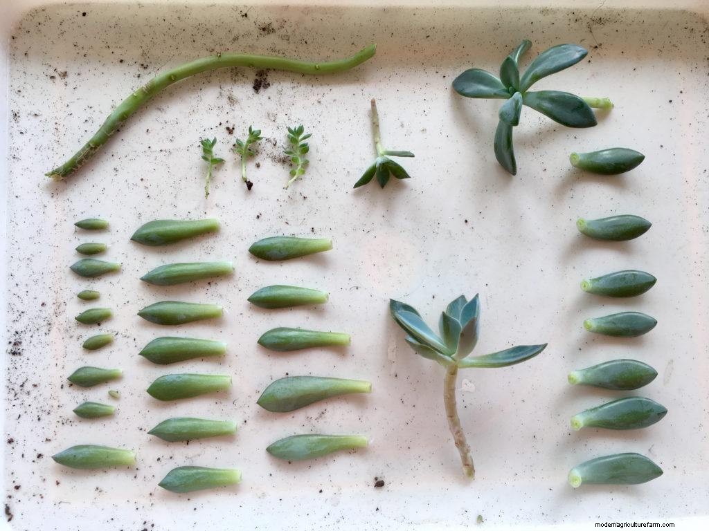 3 Ways To Propagate Succulents From Leaf, Stem Or Branch Cuttings